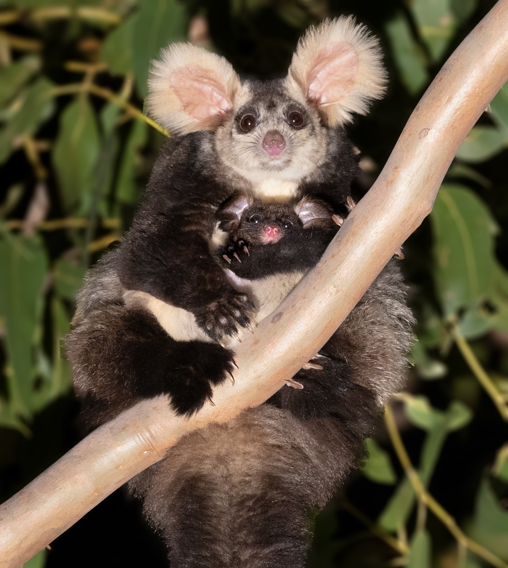 Greater Glider