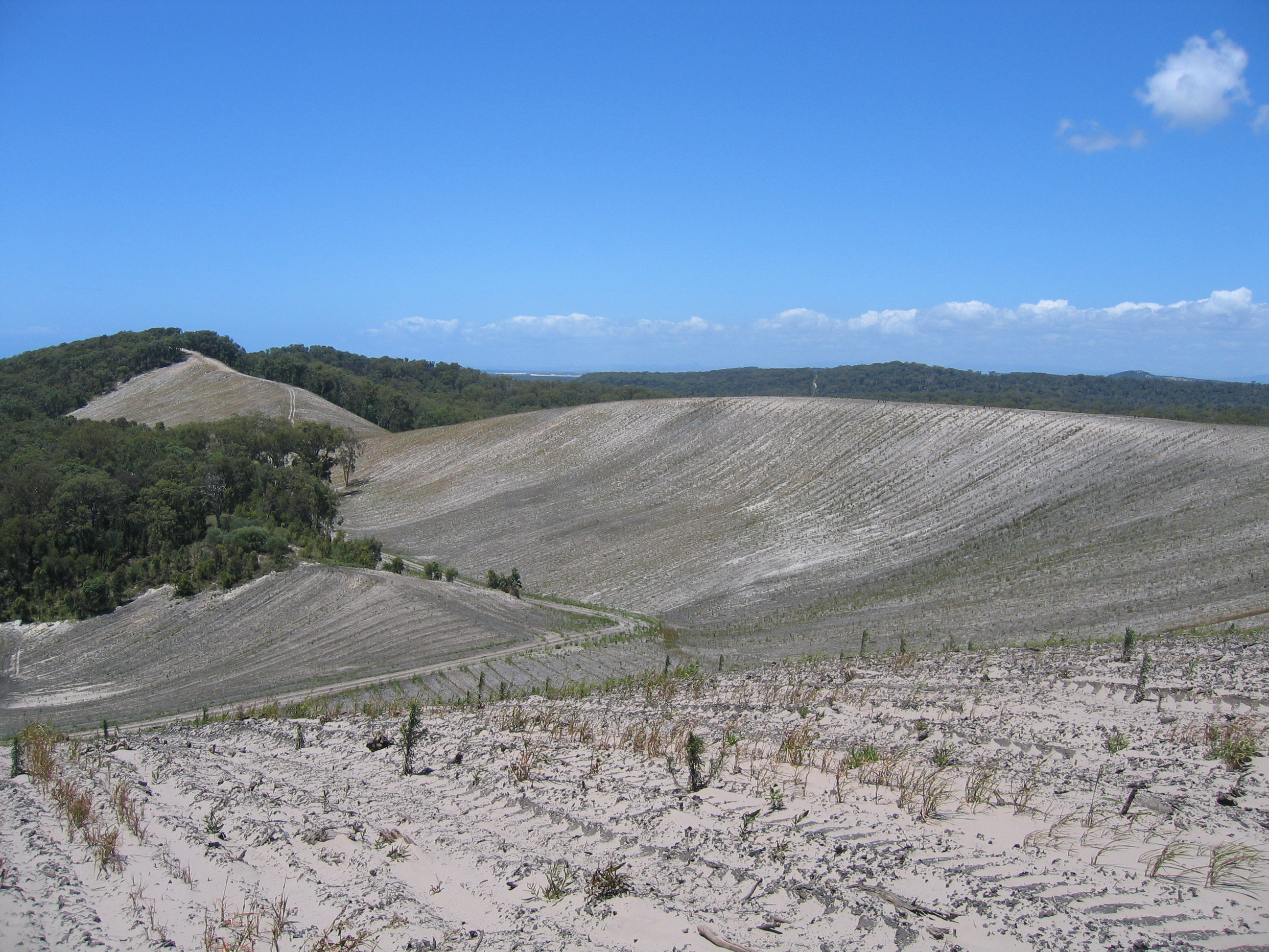 Site Revegetation